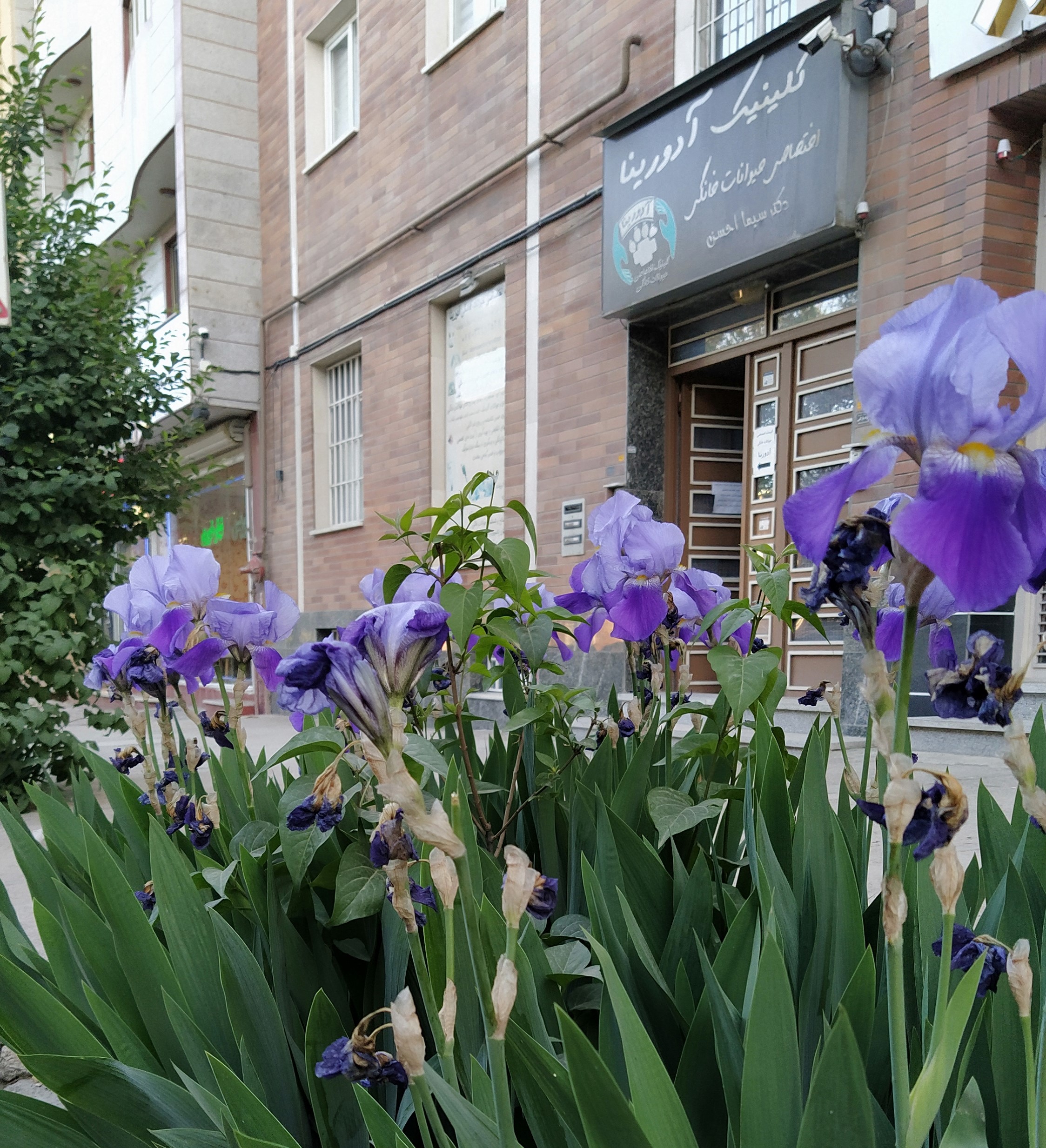 به وبسایت کلینیک آدورینا خوش آمدید