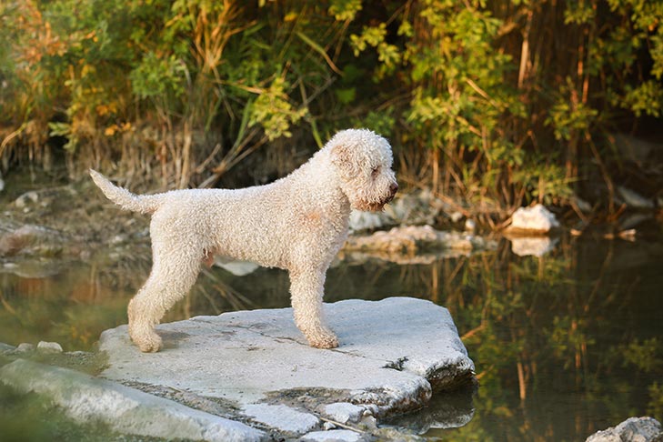 Lagotto Romagnolo Dog Breed Information