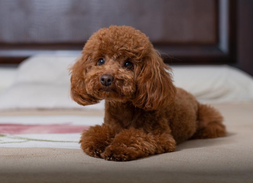 Toy Poodle Dog Breed Health and Care | PetMD