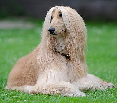 Afghan Hound - Wikipedia