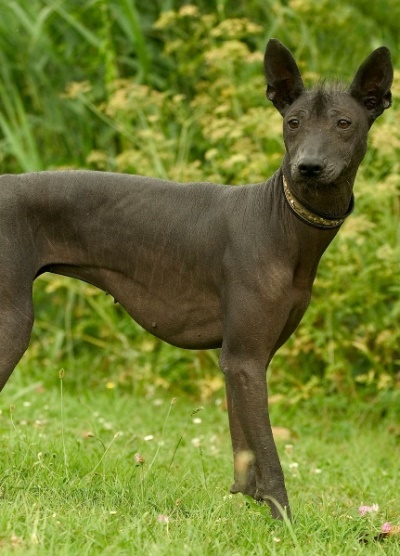 This Hairless Mexican Dog Has a Storied, Ancient Past
