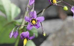 Bittersweet Nightshade - Thompson-Nicola Regional District