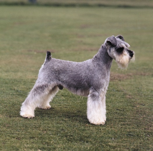 Schnauzer | Miniature, Standard, Giant | Britannica