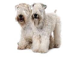 Soft Coated Wheaten Terrier Dog Breed Information | Purina