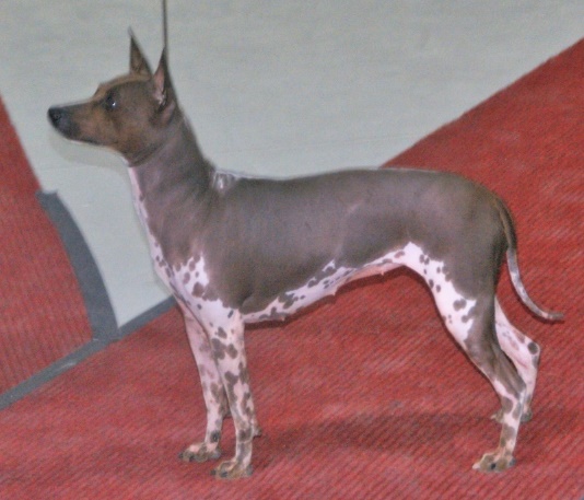 American Hairless Terrier - Wikipedia