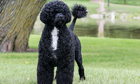 The Portuguese Water Dog Story in America Staying True to Breed Health