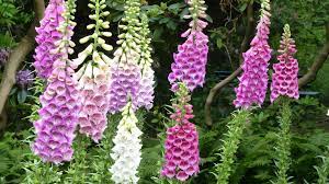 Foxglove: How to Plant and Grow Foxglove Flowers | The Old Farmer's Almanac