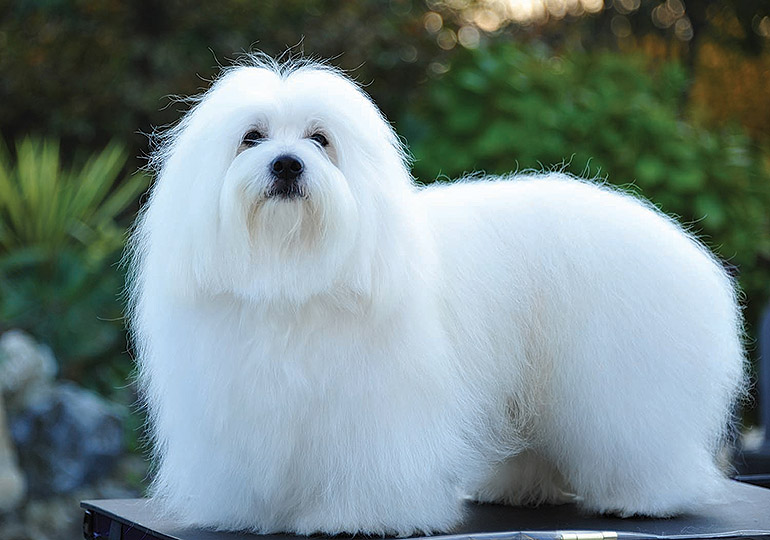 Coton De Tulear Breeds