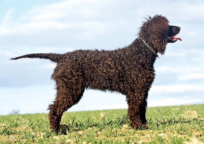 Irish water spaniel | Hunting, Curly Coat, Sporting Dog | Britannica