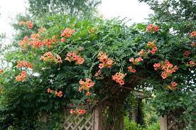 Trumpet Vine – P. Allen Smith