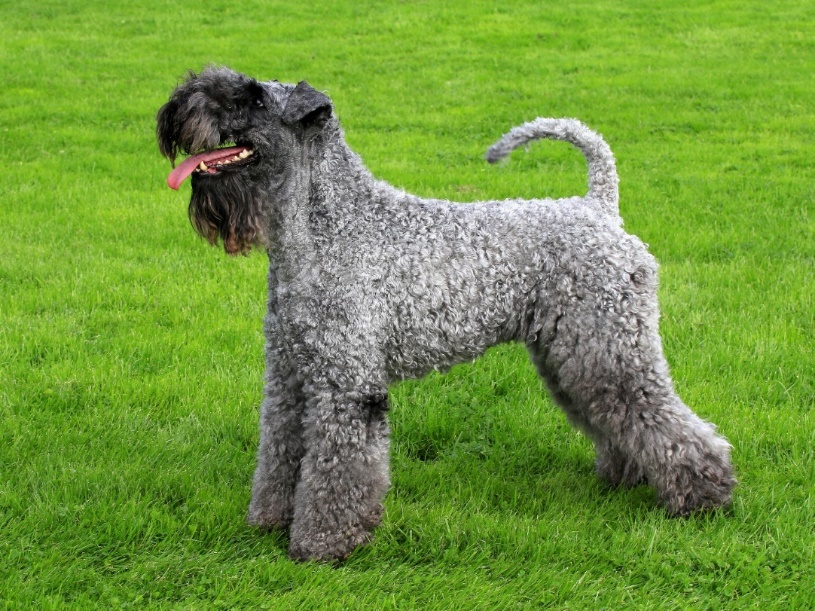 Kerry Blue Terrier – Brit