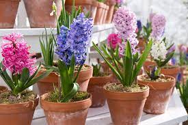 Hyacinth Plant Guide: How To Grow Hyacinths | BBC Gardeners World Magazine
