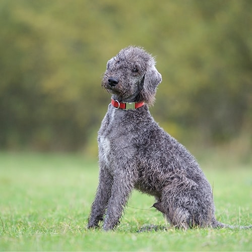 Bedlington Terrier - PDSA
