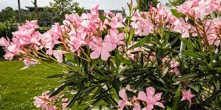 How To Safely Grow Oleander In Your Garden | Living Color Garden Center