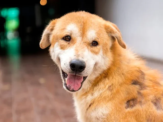 ریزش مو در حیوانات خانگی