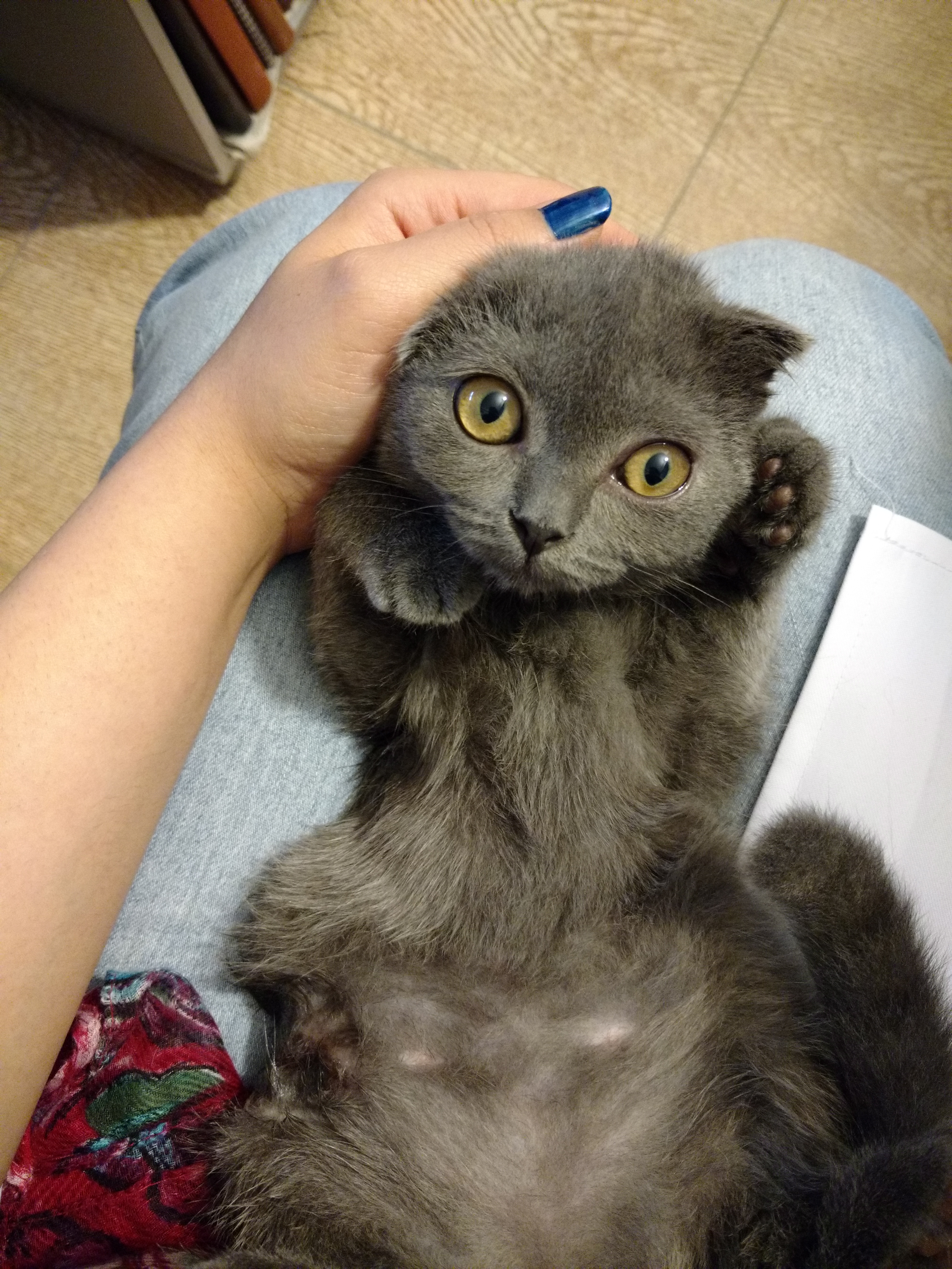 نحوه جفت‌گیری در گربه‌ها