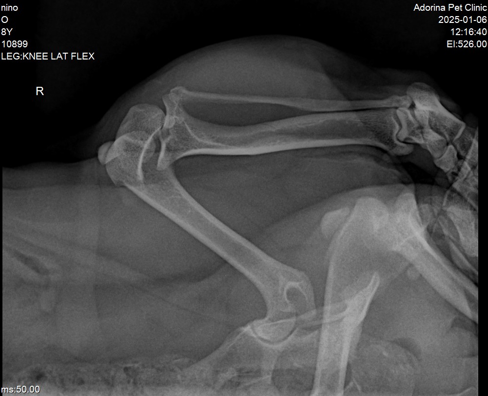 دررفتگی کشکک (Patellar Luxation) یکی از شایعترین مشکلات زانوی سگها