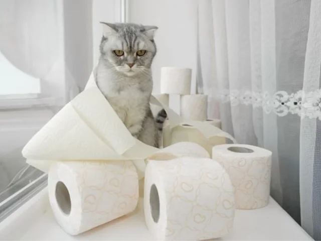 اسهال در حیوانات خانگی