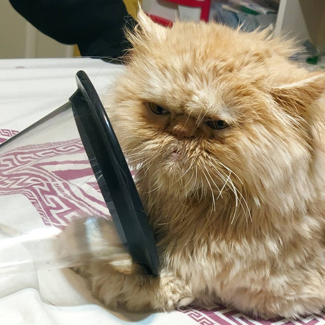 آسم آلرژیک در حیوانات خانگی : علایم، علل و روش های مدیریت آن