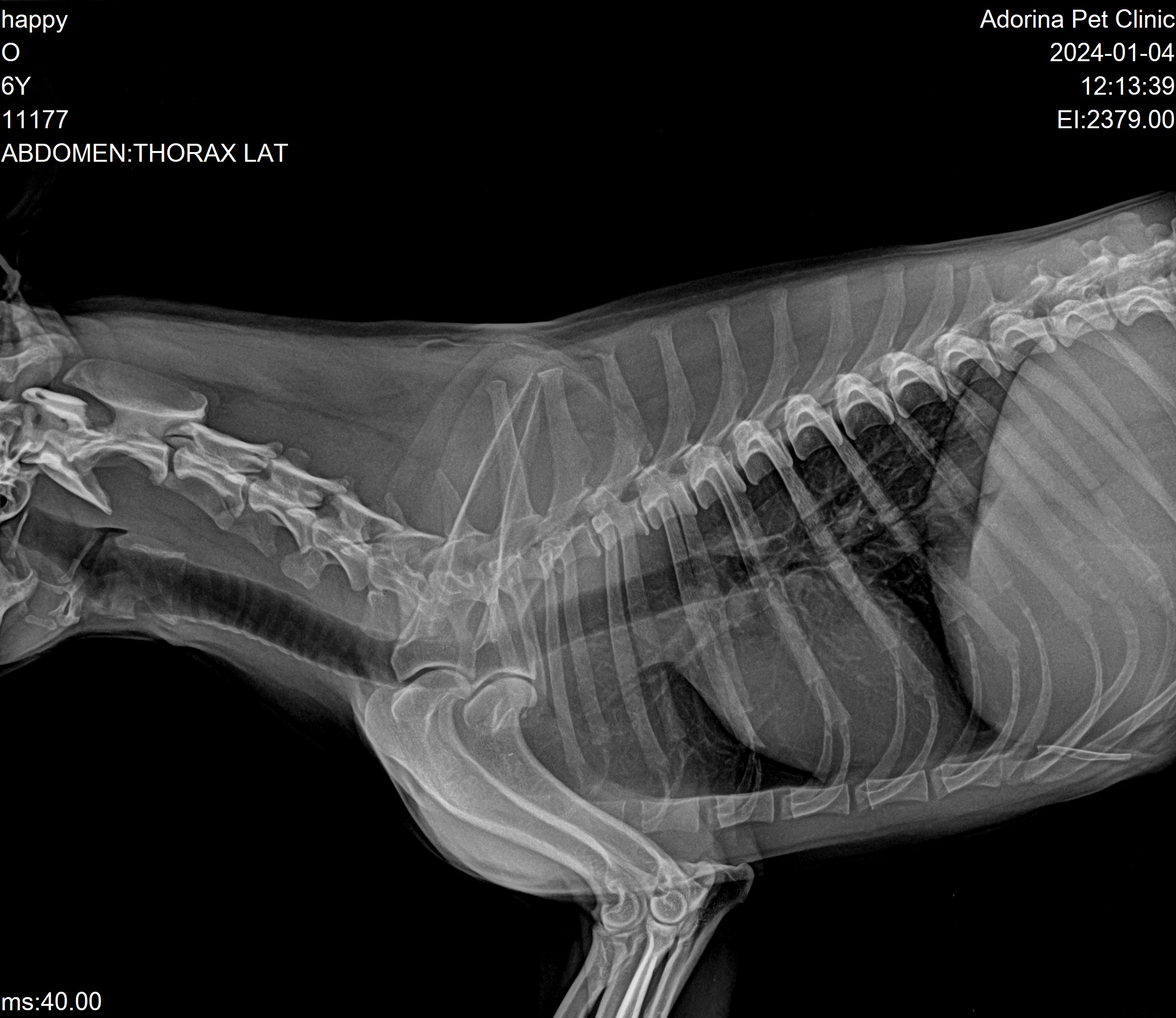 تومورهای ریه در سگ‌ها