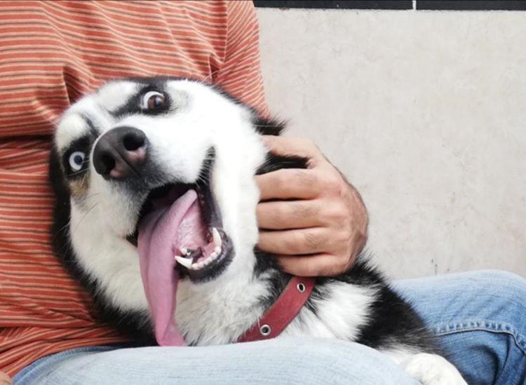 مسائلی که باید قبل از کوه نوردی با سگ خود در نظر بگیرید.