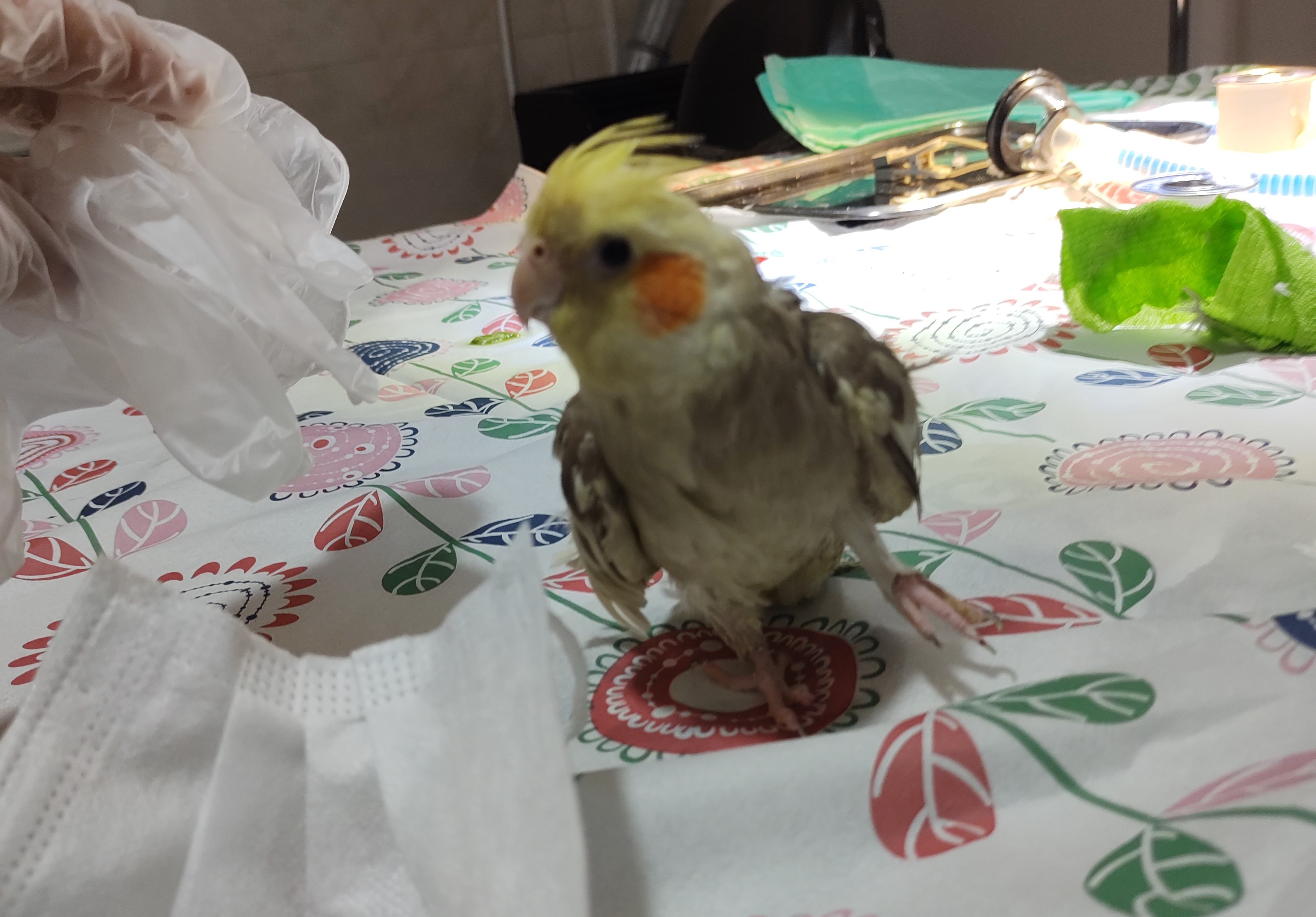 خوراکی های ممنوعه برای عروس هلندی