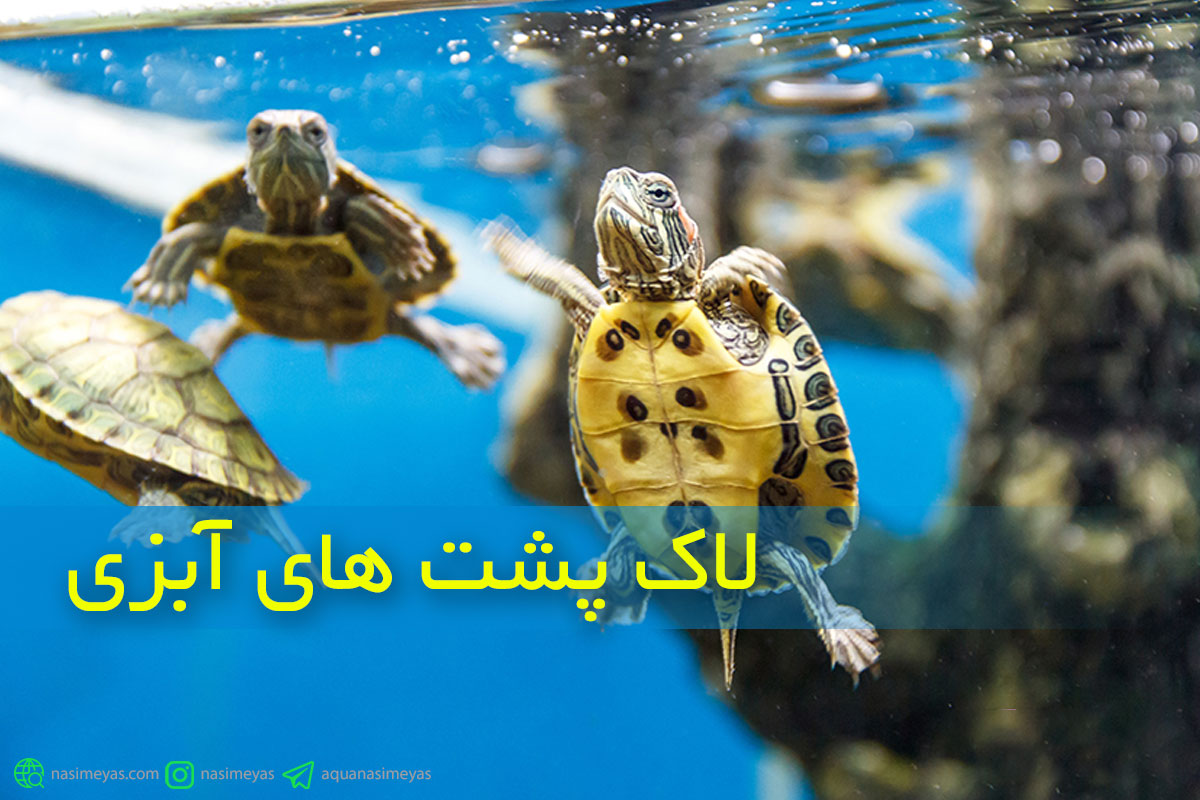 شرایط نگهداری از لاک‌پشت های آبزی