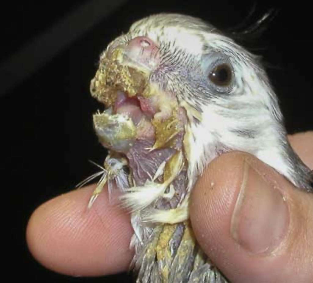 انگل‌های داخلی و خارجی پرندگان زینتی