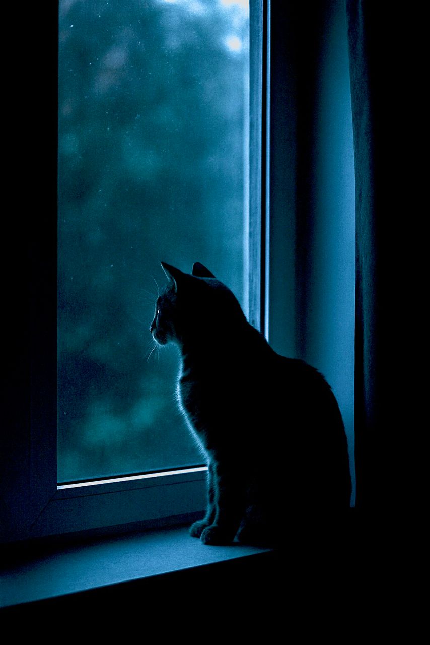 چرا حیوانات شب‌ها به یک نقطه خیره می‌شوند؟