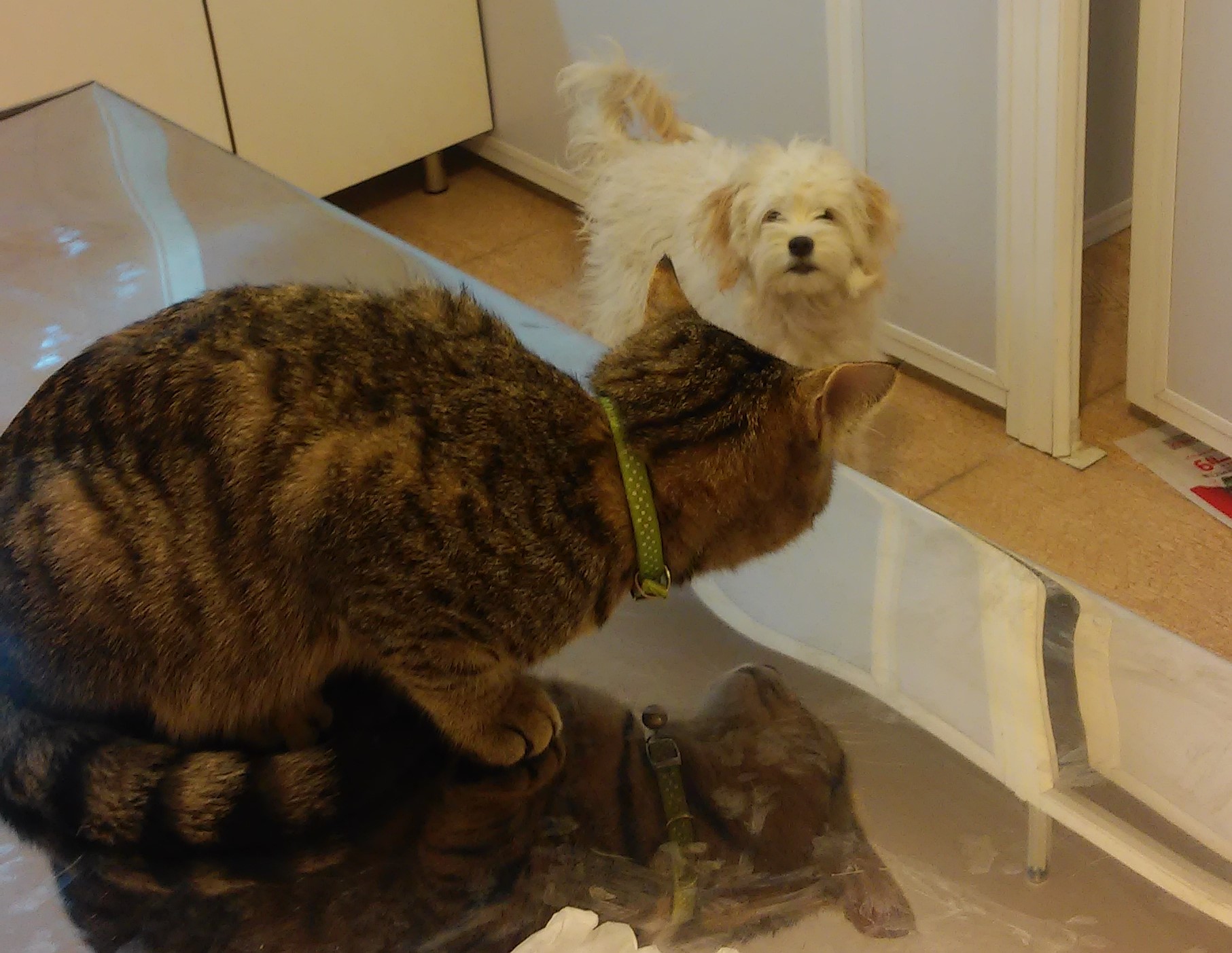 همه چیز درباره دنبال کردن گربه ها توسط سگ ها