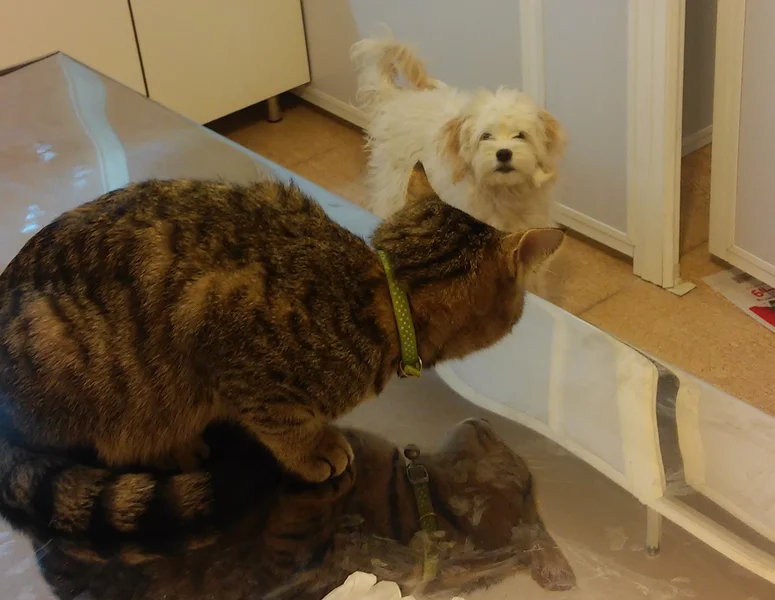 همه چیز درباره دنبال کردن گربه ها توسط سگ ها