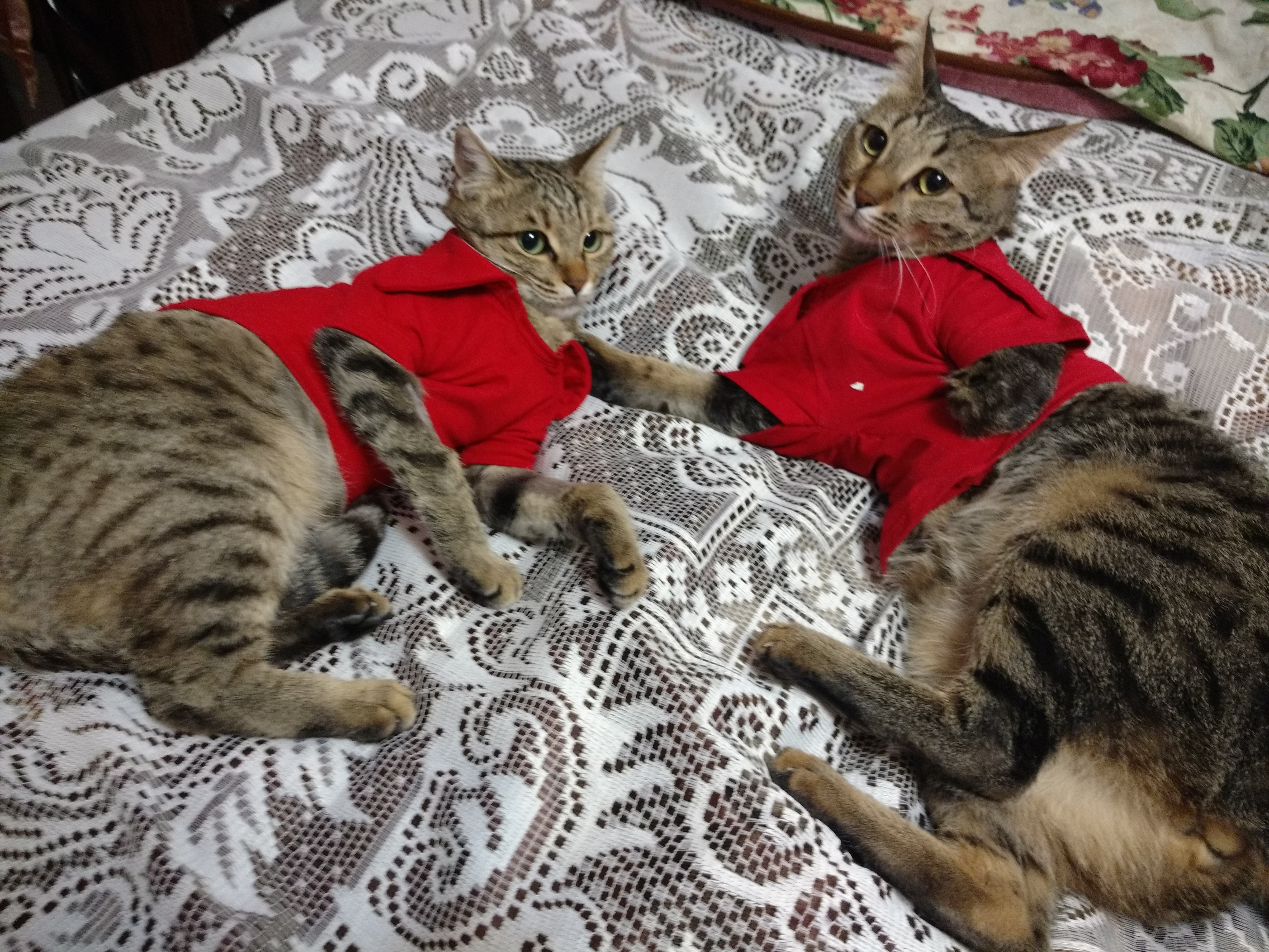 دلایل رایج که چرا گربه‌ها از ظرف خاک استفاده نمی‌کنند...