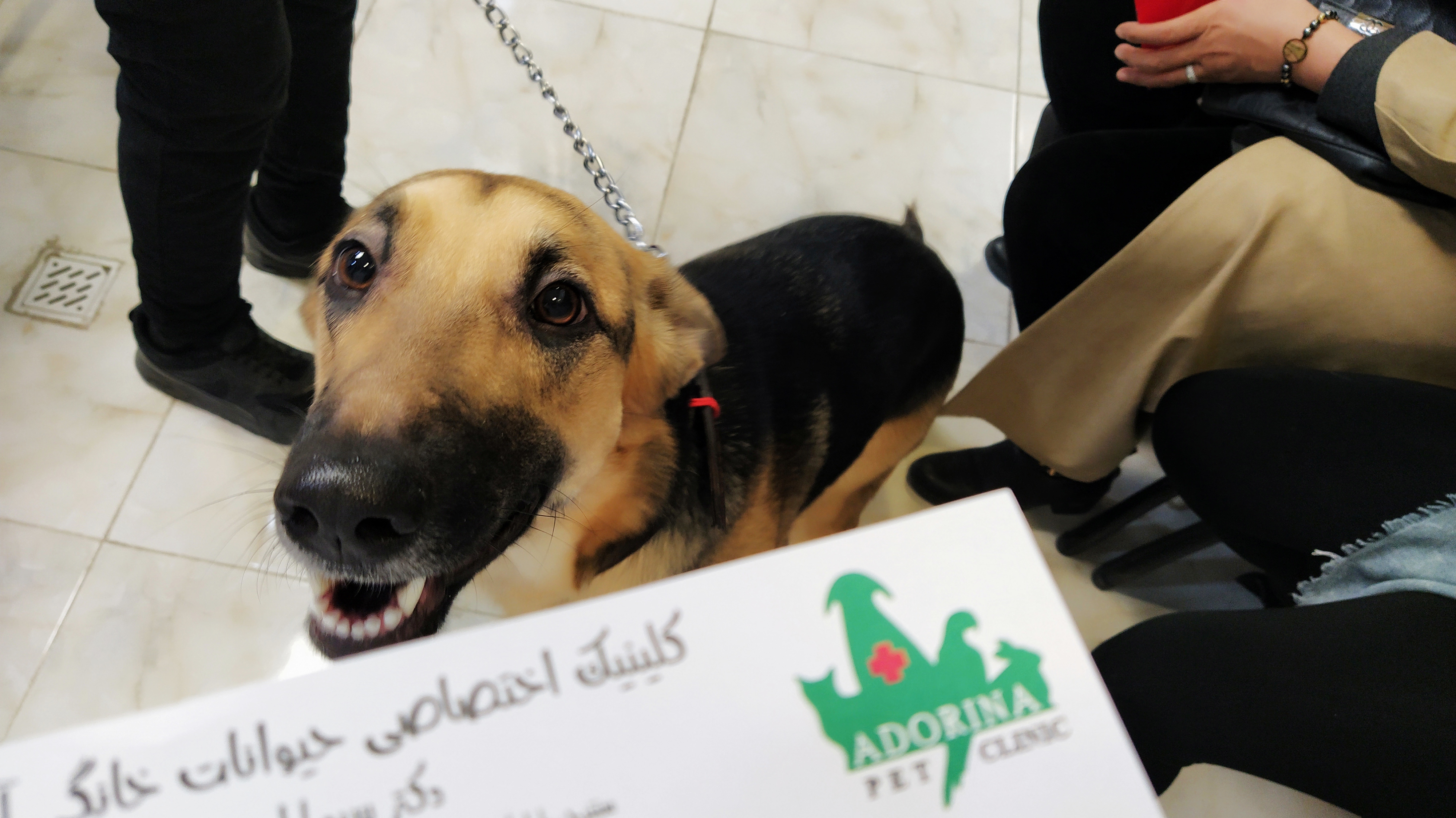 آموزش سگ برای مدفوع کردن در جای مخصوص