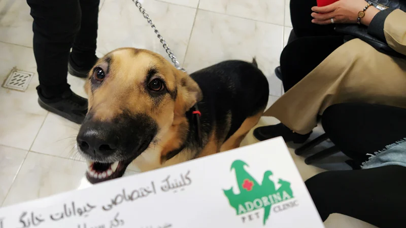 آموزش سگ برای مدفوع کردن در جای مخصوص