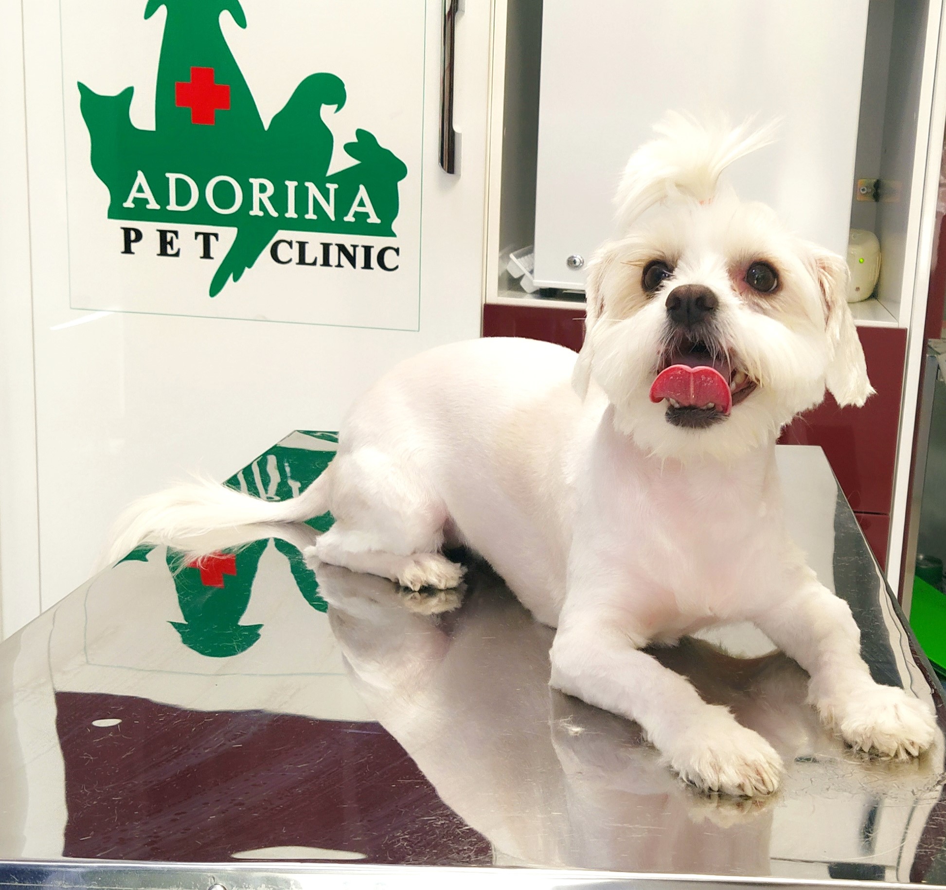 مراقبت از پوست و مو در سگ و گربه