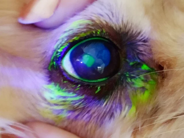 مراقبت از چشم ها در حیوانات