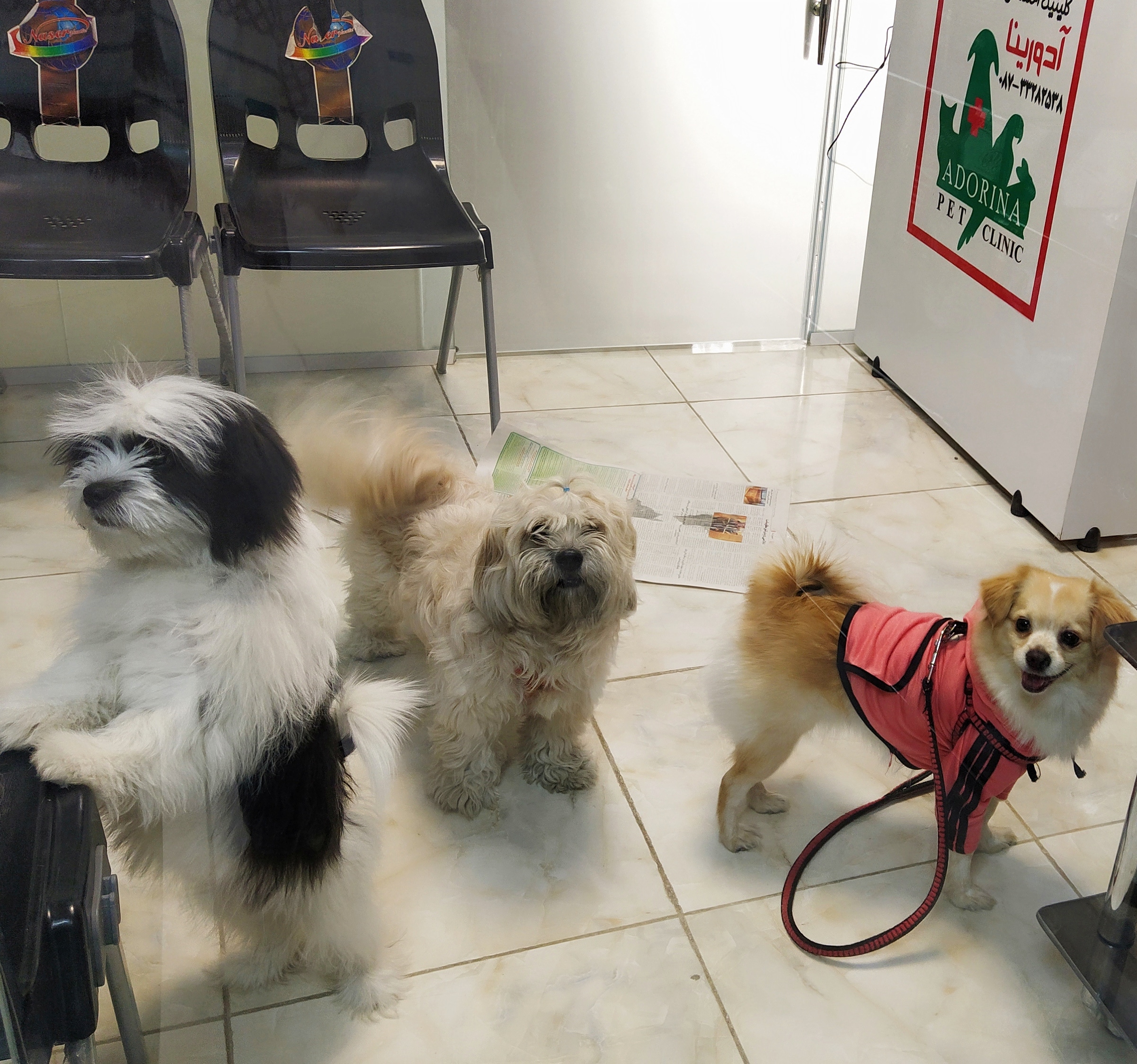 بررسی جامع پارک‌های بازی سگ‌ها: نیازها، مزایا و تاثیرات آموزشی