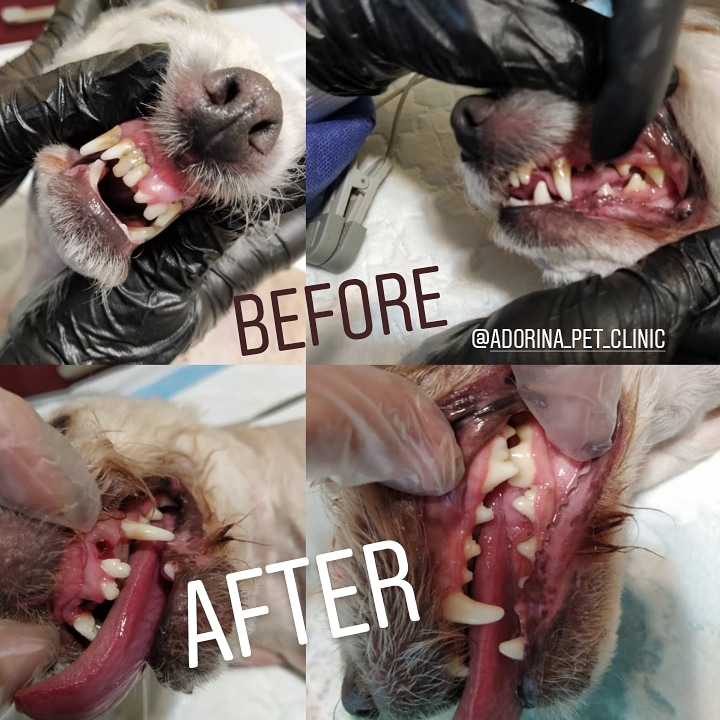 بهداشت دهان و دندان در سگ و گربه