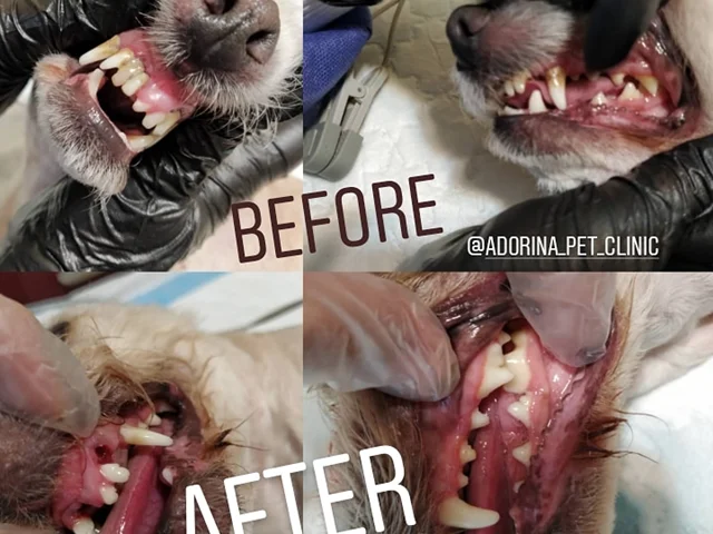 بهداشت دهان و دندان در سگ و گربه