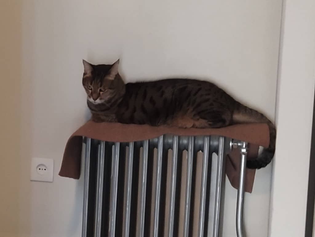 مراقبت از پت‌های مسن: راهکارهای علمی برای حفظ سلامت و راحتی حیوانات در دوران پیری