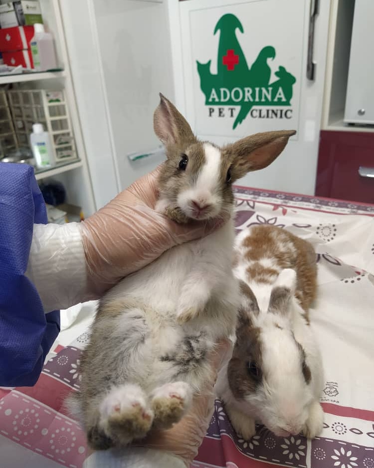 سیستم تناسلی و چرخه فحلی (پریود) در خرگوش‌ها: بررسی کامل و علمی