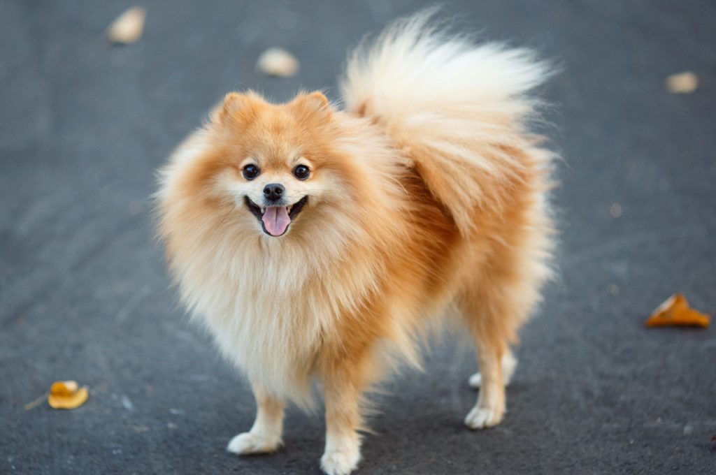 هر آنچه باید پیش از خرید یا نگهداری از سگ‌های نژاد اشپیتز بدانید