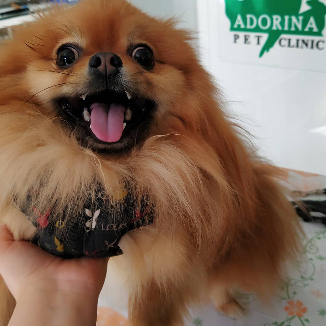 تغذیه ی سگ ها با مرغ ، چقدر و چگونه ؟!