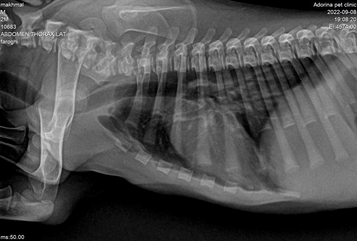 Reverse Sneezing در حیوانات خانگی: علت ها، علائم و روش های مدیریت عطسه معکوس در سگ ها و گربه ها