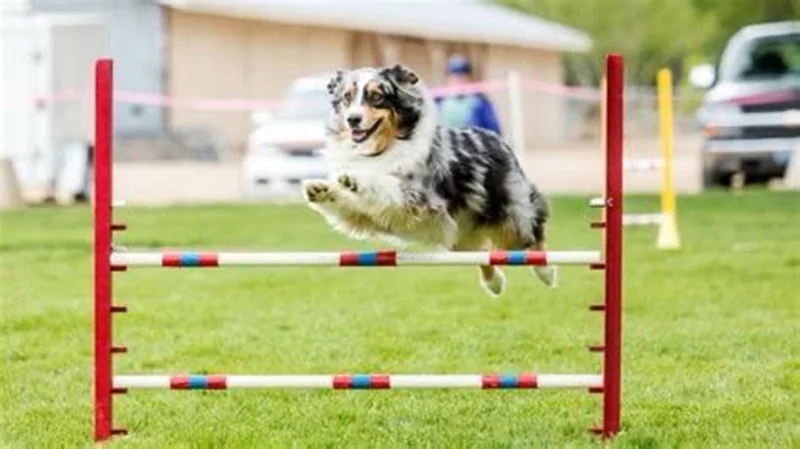 تاثیر ورزش بر کاهش اضطراب در سگ ها