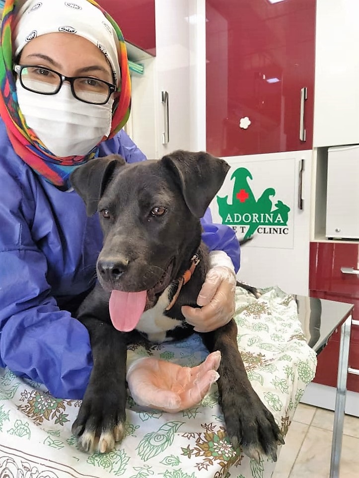 خوراکی های ممنوعه برای سگ ها