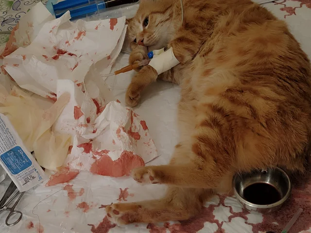 داستان درمان براونی ، گربه ای که دچار احتباس ادراری شده بود