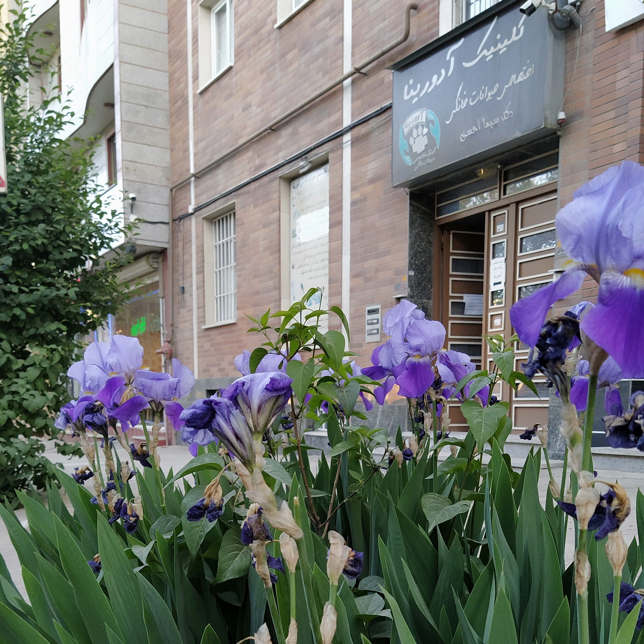 راهنمای جامع خرید غذای سگ و گربه در سنندج و کردستان + معرفی محصولات ویژه پت‌شاپ کلینیک آدورینا