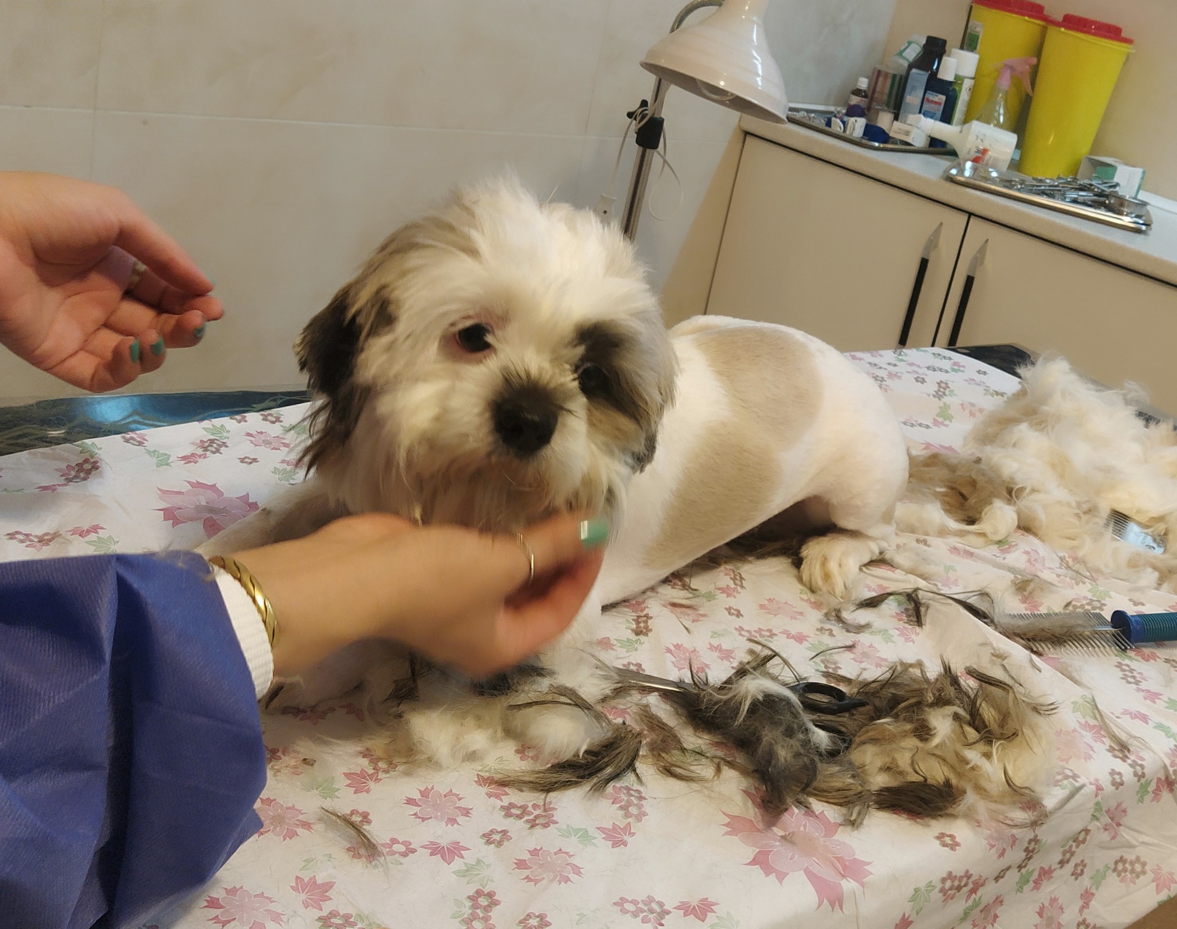 گرومینگ در سگ ها