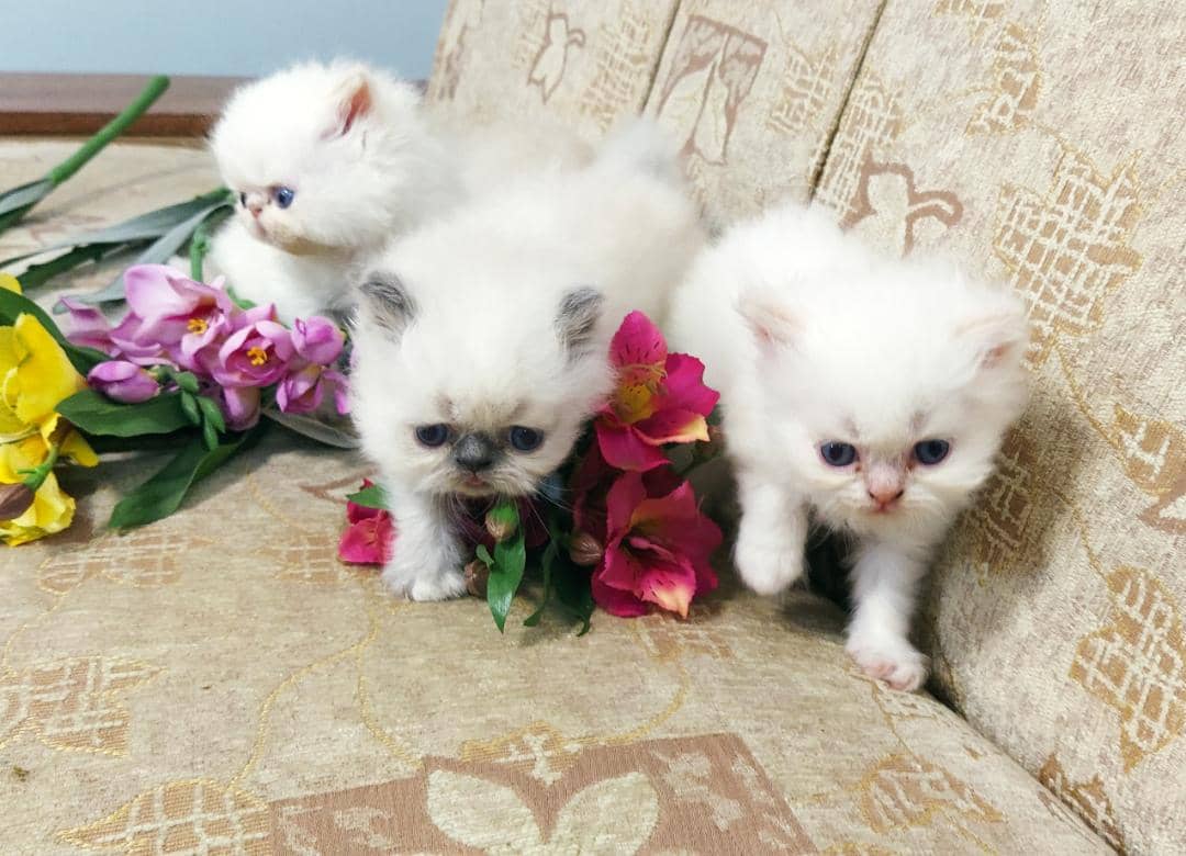 تاثیرات روانی حضور پت ها بر کودکان و سالمندان:فواید روانی و اجتماعی